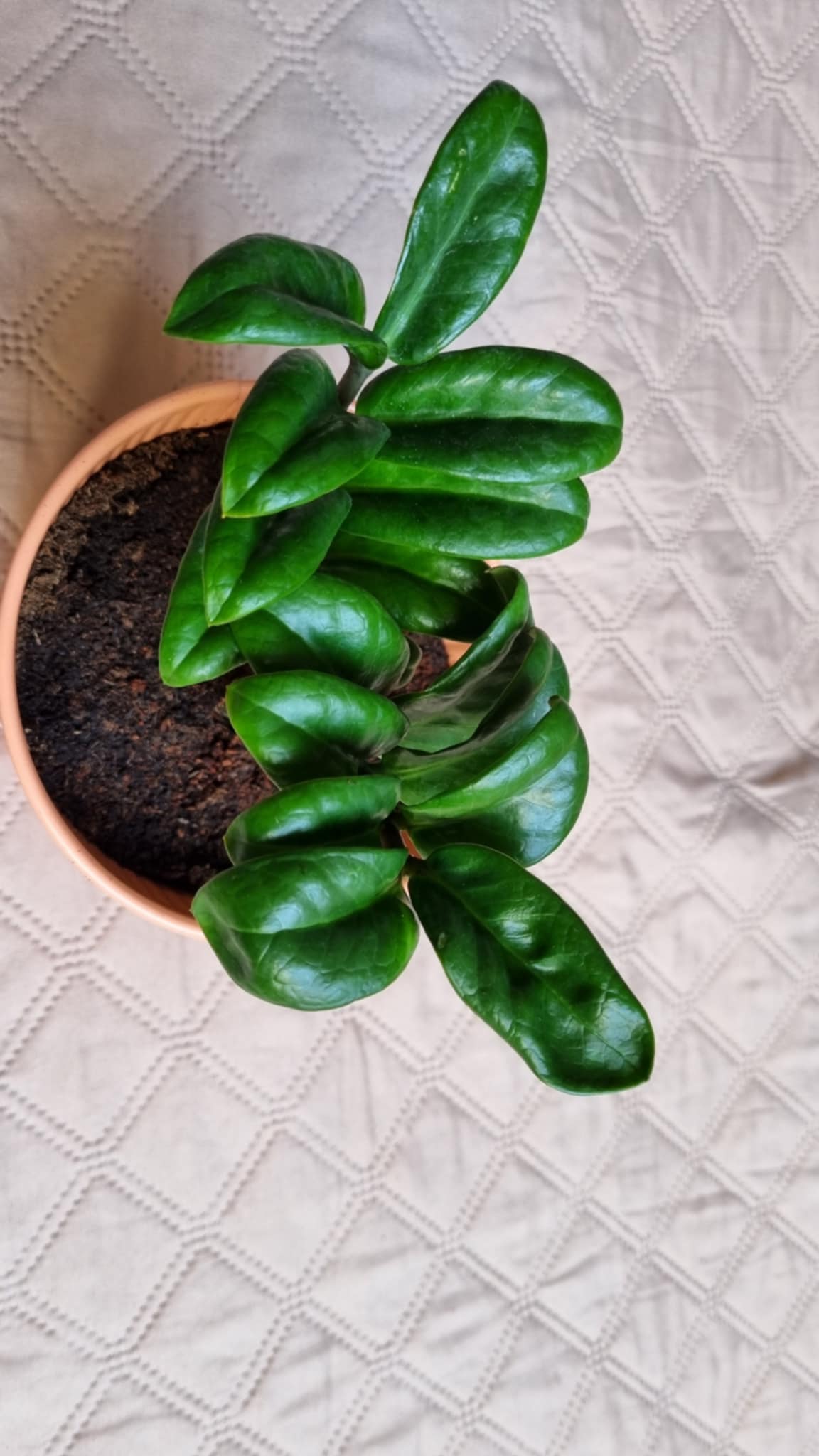 Zamioculcas zamiifolia Image 1